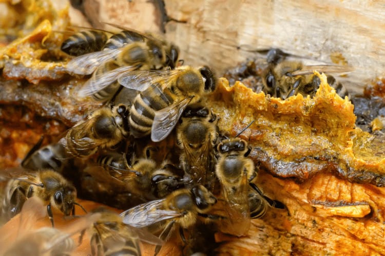 Propolis treatment in the middle of a hive with bees