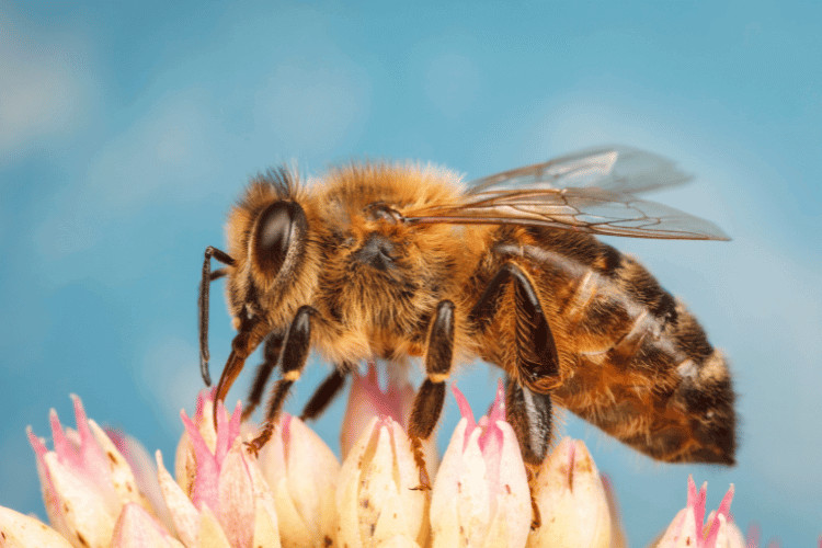 Honeybees: The Buzz About Saving the Planet