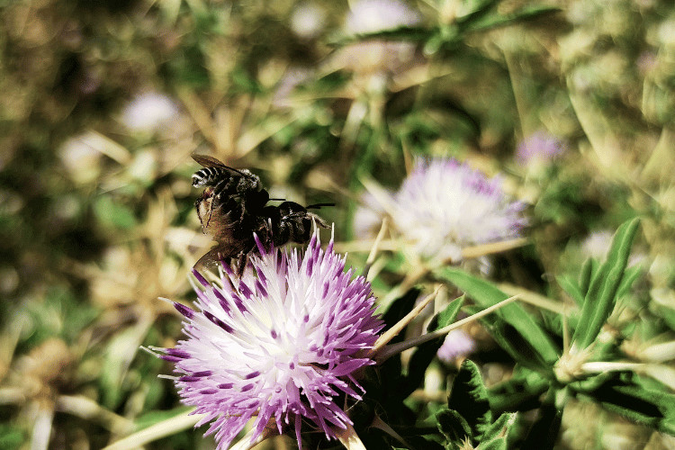 Mourning Bees: Everything You Should Know