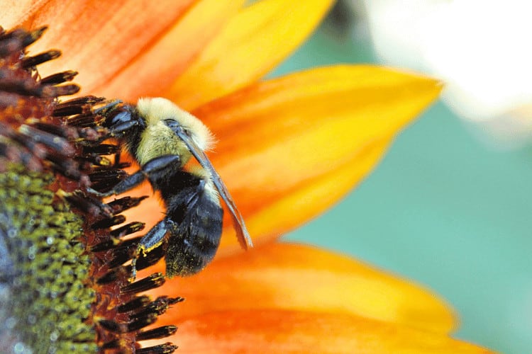 Sunflower Bee Buffet