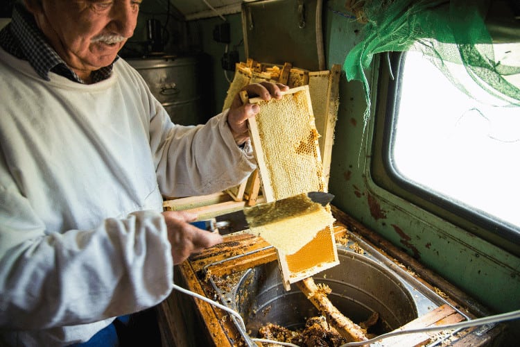 The beekeeper separates the wax from the honeycomb frame