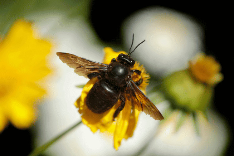 Your Detailed Guide on Carpenter Bees