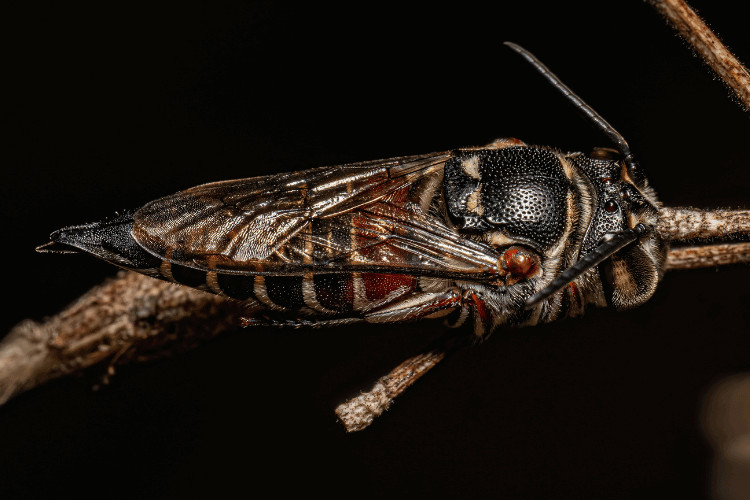 Top view of adult sharp tail bee