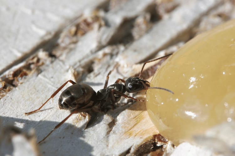 Top view of ant eating honey