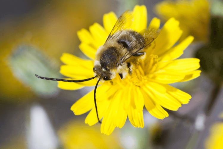 Top view of long horned bee on a yellow flower