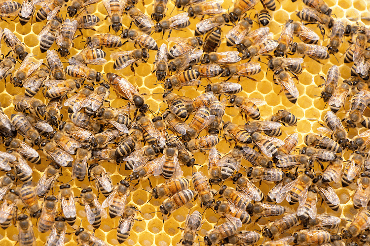 Top view of swarm of bees in honey comb