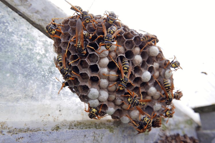 Wasp nest full of wasps