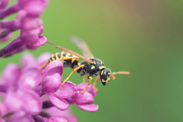 Wasp on a purple flowers, closeup