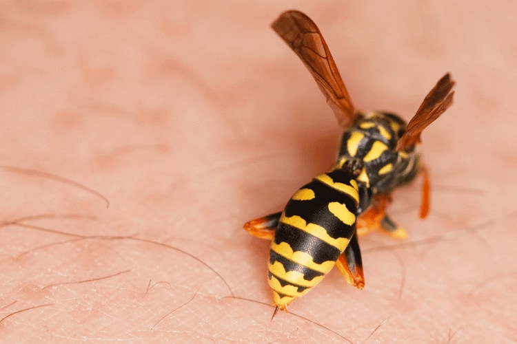 Wasp stinging human skin, closeup