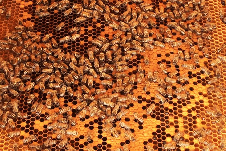 Wax honeycomb from a beehive filled with golden honey