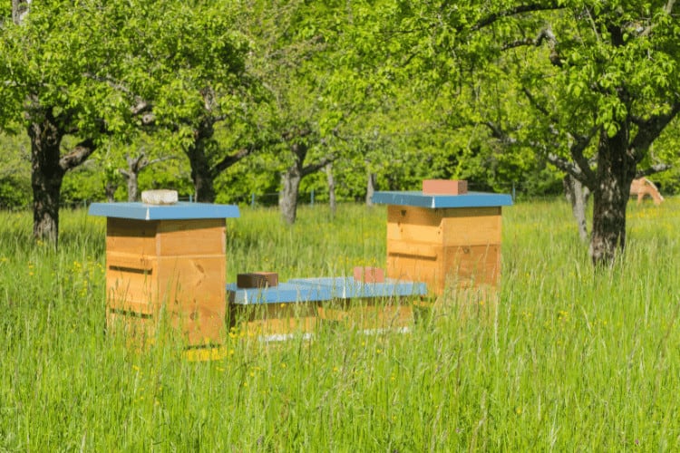 Building an Ant-Proof Beehive Stand: A Step-by-Step Guide