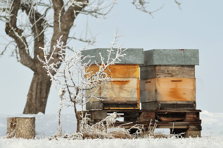 Wooden boxes bee hives in winter on snow covered ground