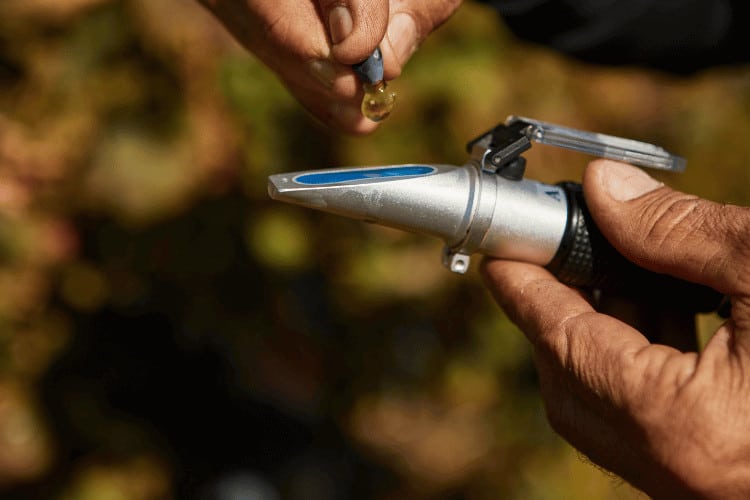 grapes into a refractometer for measurement