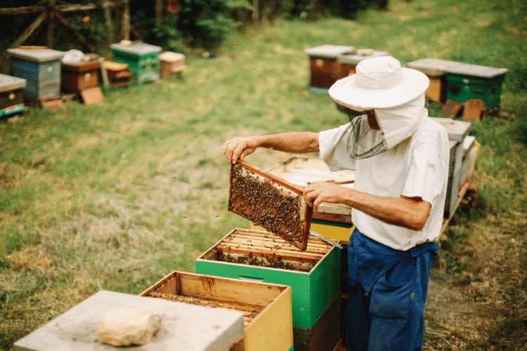 organic DIY beekeeping farm