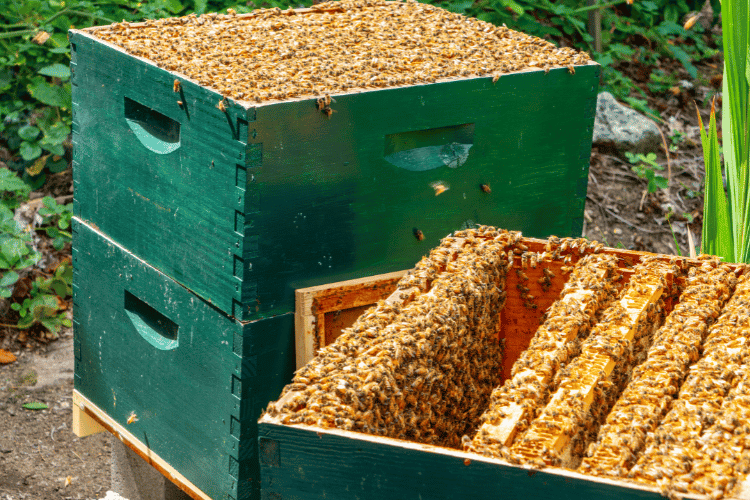 A bee hive during routine inspection