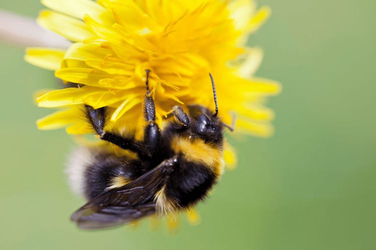 A bumble bee clinging to a yellow flower.