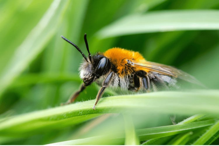 A solitary female bee in side view
