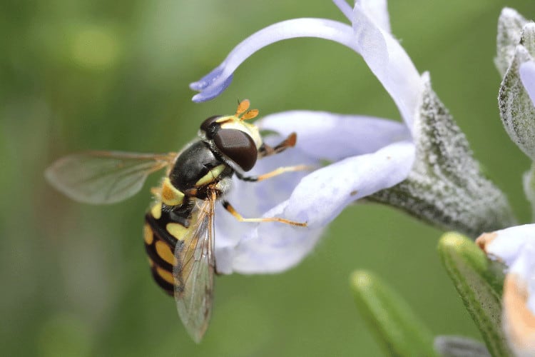 Australian Native Bee