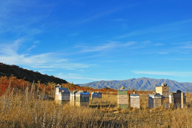 Bee Hives in South Canterbury, New Zealand