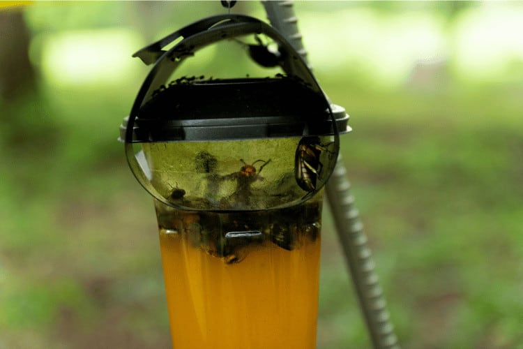 Bee trap close up