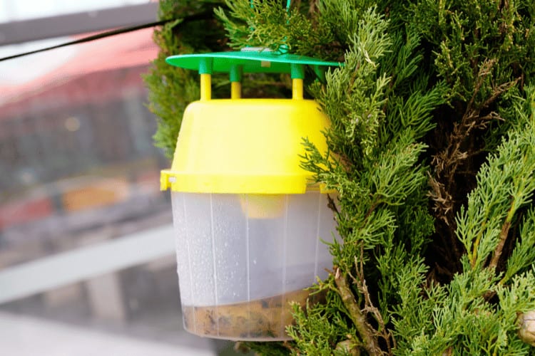 Bee trap full of dead insects hanging off a tree