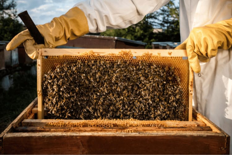 Beekeeper holding hive frame