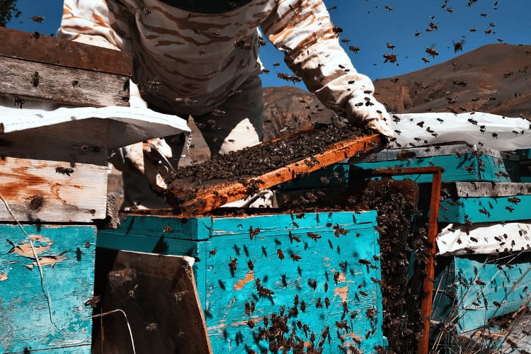 Bees flying around a bee keeper