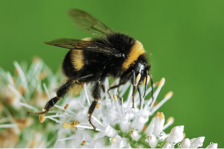 Bumblebee on a flower