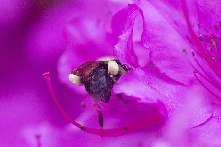 Bumblebee with yellow pollen baskets