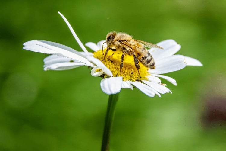 Carniolan bee on a daisy