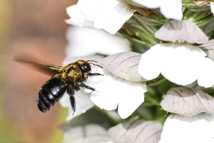 Carpenter Bee