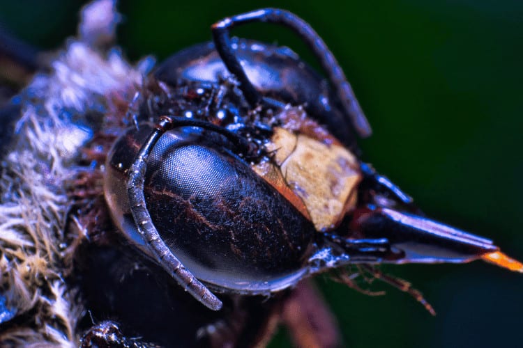 Carpenter Bee