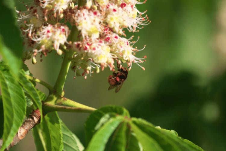 Carpenter Bee Hovering