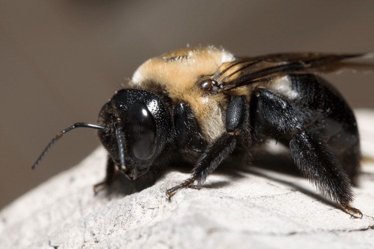 Why Do Carpenter Bees Stare at You?