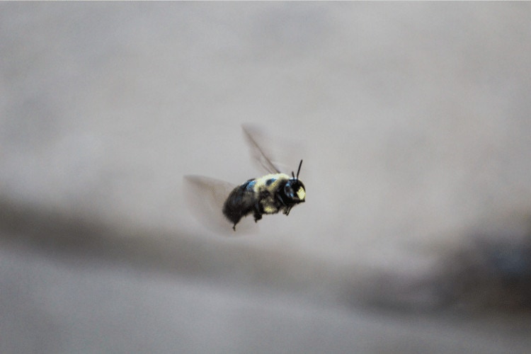 Carpenter Bee flying and gathering pollen