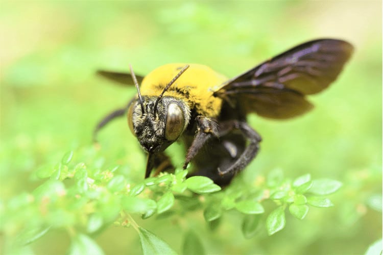 Carpenter Bee on green leaf