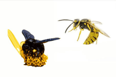 Carpenter Bee vs. Yellow Jacket: A Comprehensive Comparison