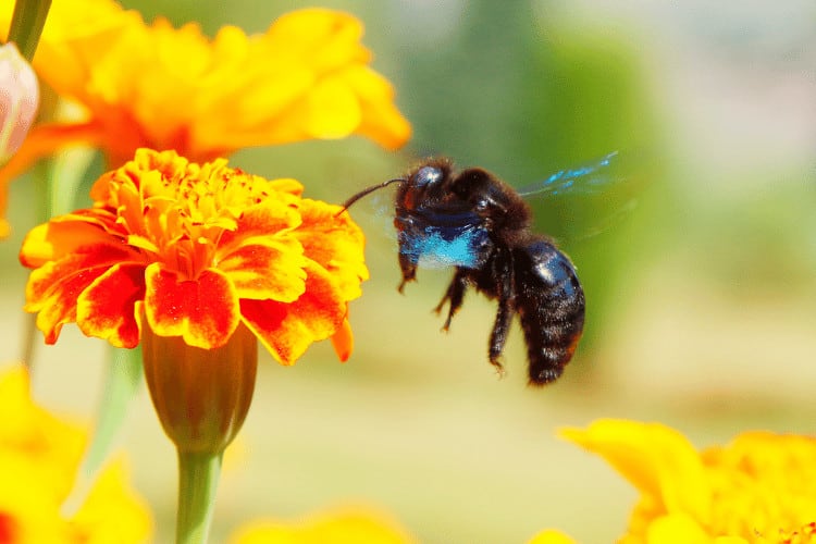 Carpenter Bee