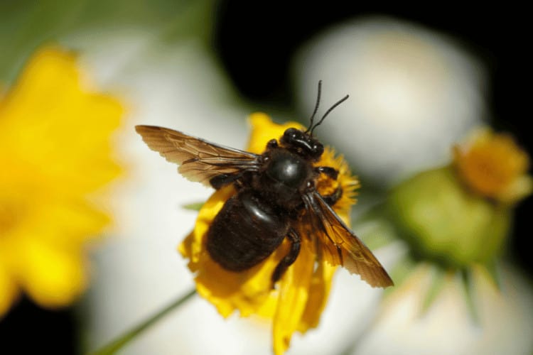 Carpenter Bees