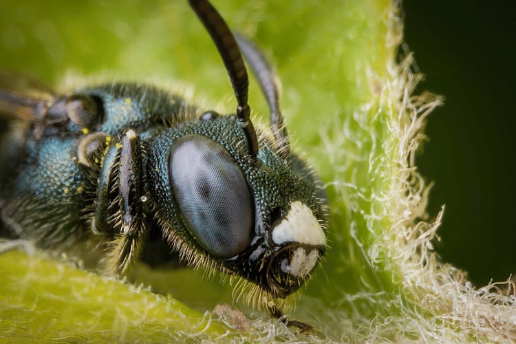 Carpenter Bees