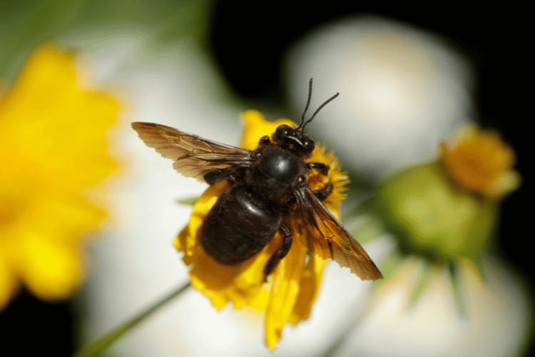 Carpenter Bees Fighting: Causes and Prevention