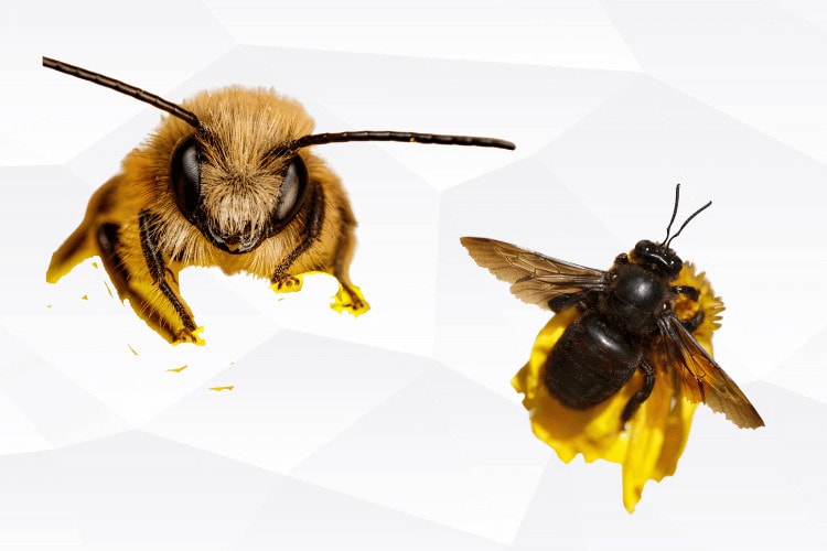 Carpenter Bees vs. Mason Bees: Comparison Guide