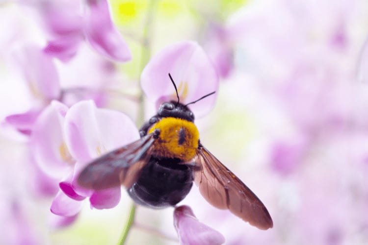 Carpenter Bees