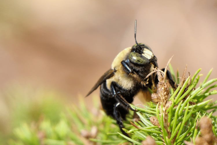 Carpenter bee macro shot