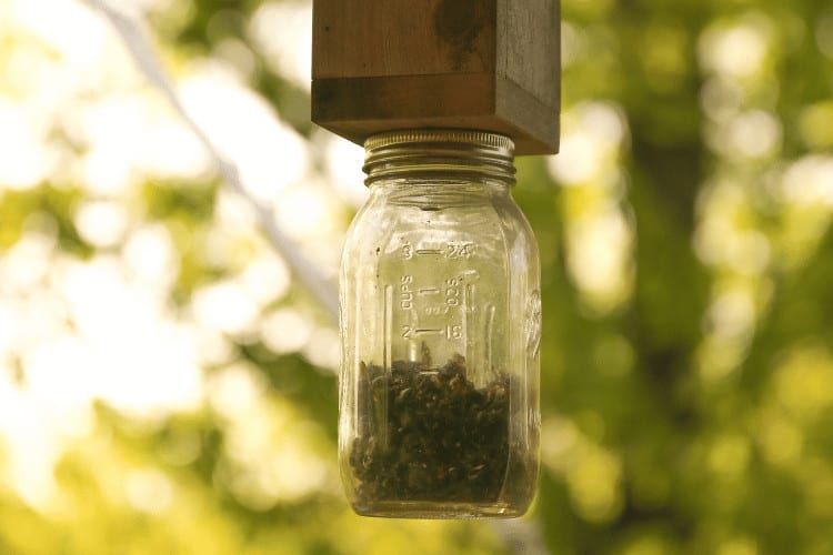 Carpenter bee trap with glass jar