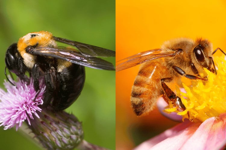 Carpenter vs. Honey Bee: Key Differences to Keep in Mind