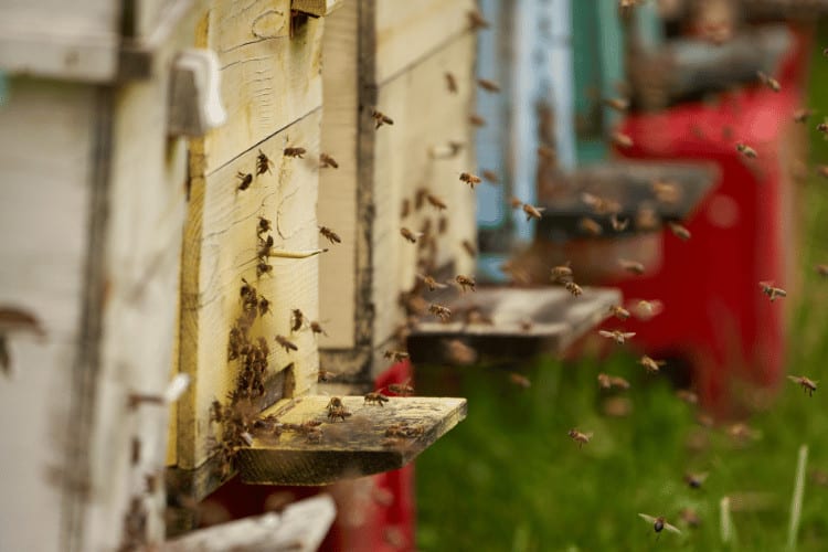 Close up of bee hive with bees swarming around