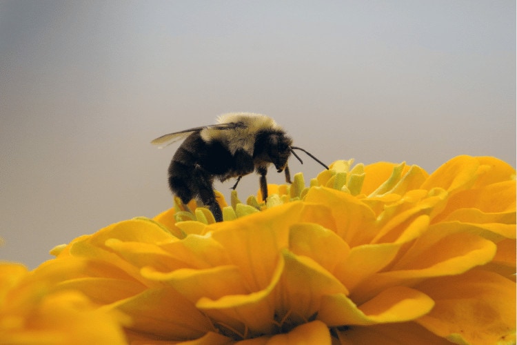 Close up of bee pollinating yellow flower