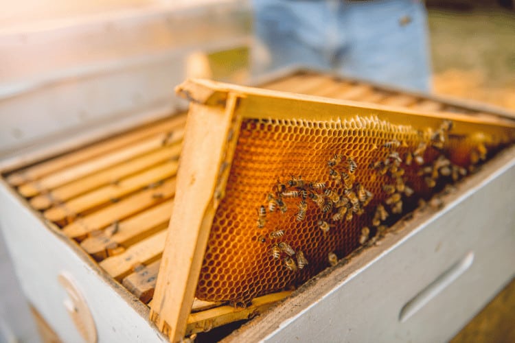 Close up of hive frame with bees