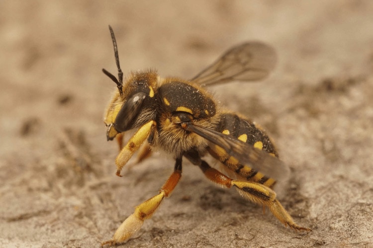 Closeup of a female European Wool carder bee